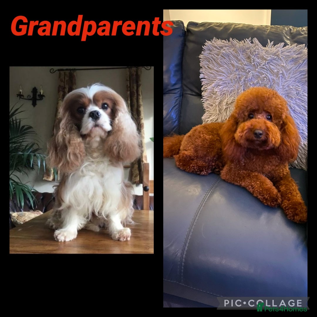 Cavapoo dogs for sale: 5⭐️⭐️⭐️⭐️⭐️F1b Curly Teddy Cavapoo’s DNA/heart  - Image 26