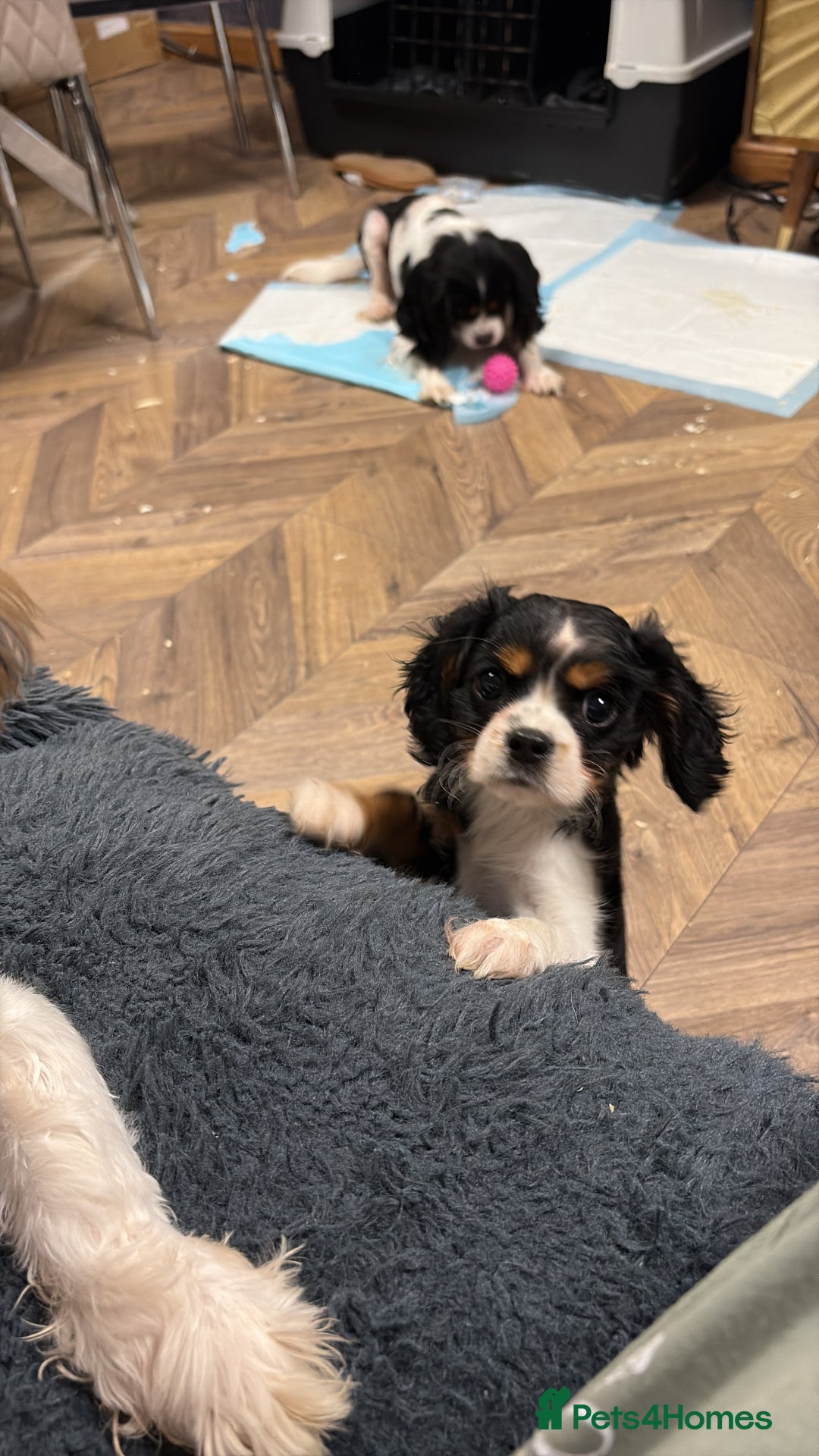 Cavalier King Charles Spaniel dogs for sale: All Rehomed  - Advert 4