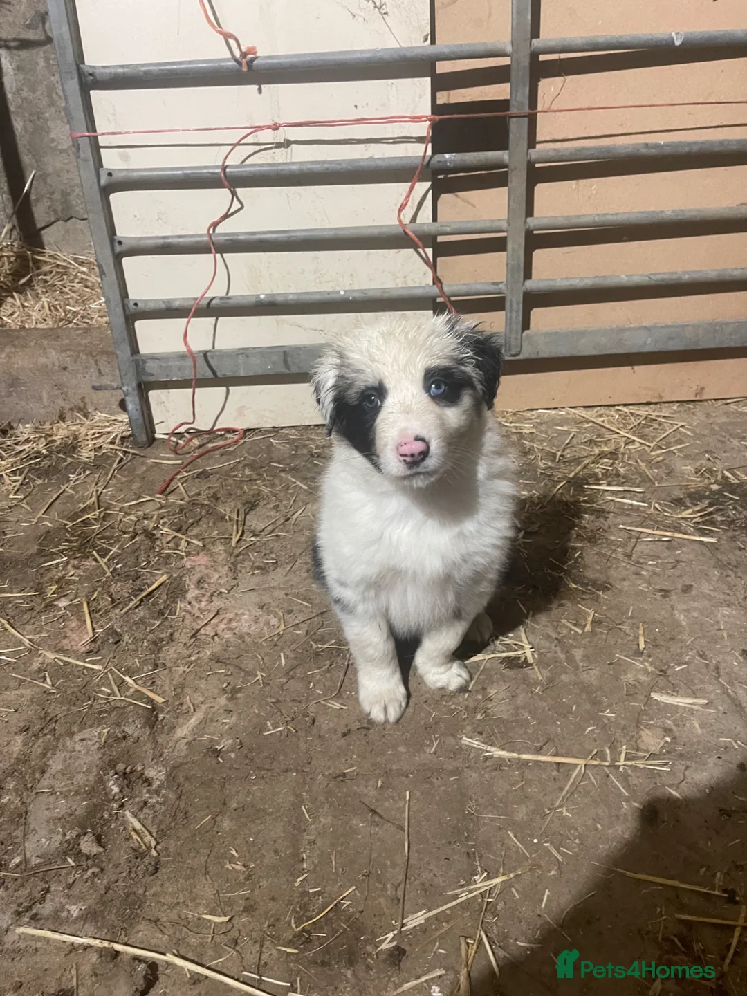 Mixed Breed dogs for sale: 8 month old pup needing a new home - Advert 1
