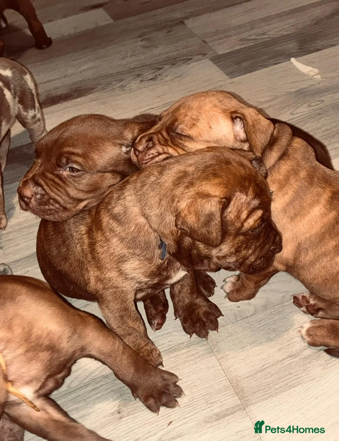 Mixed Breed dogs for sale: Presa canerio cross american bulldog cross - Advert 5
