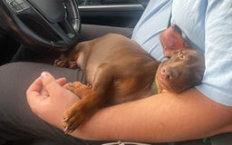 Dachshund dogs for sale: Dashmund - Male for sale  - Image 3