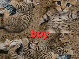 Scottish Fold cats Beautiful Scottish fold/straight ears kittens! - Advert 6
