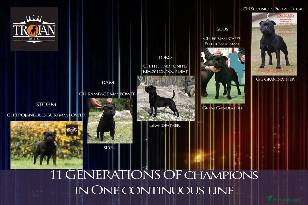Staffordshire Bull Terrier dogs for stud: 🏆EXCLUSIVE GRAND CHAMPION BLACK BLUE GENE STUD🏆 in Basingstoke - Advert 11