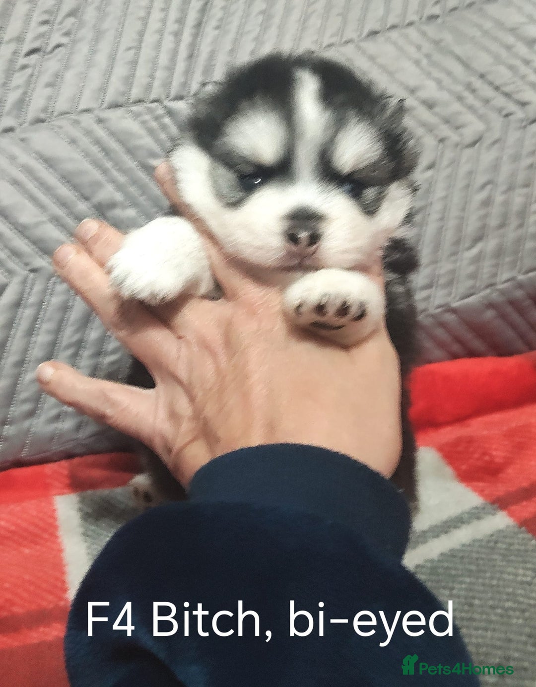 Pomsky dogs for sale: Micro F4 pomsky pups  - Image 6