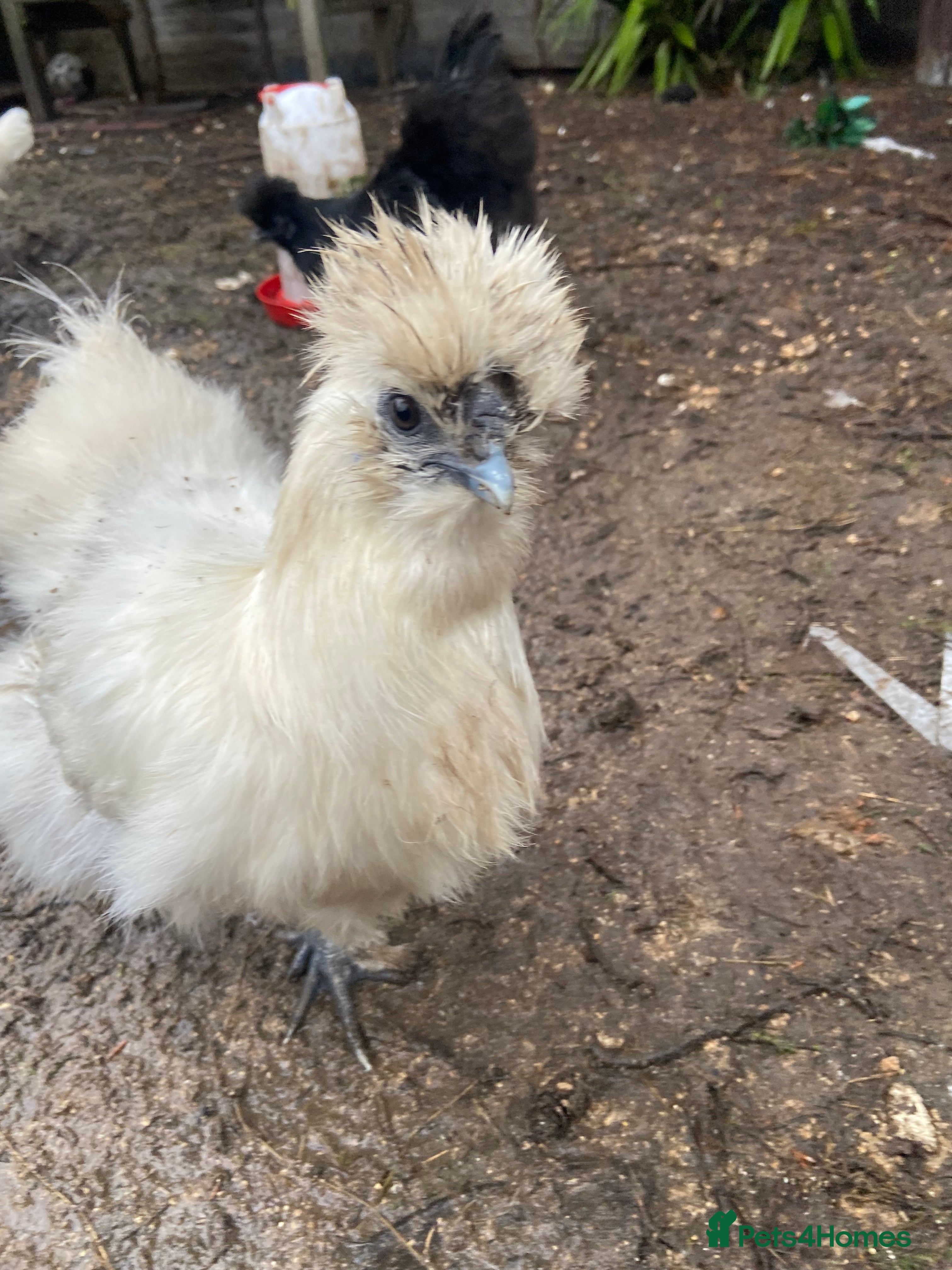 Chickens poultry 1 white female silkie  - Advert 18