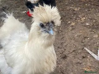 Chickens poultry 1 white female silkie - Advert 18