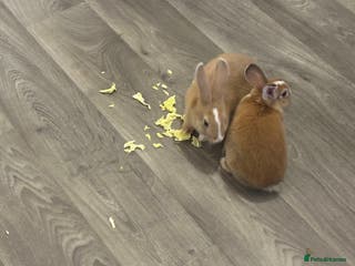 Mixed Breed rabbits Beautiful bunnies - Advert 12