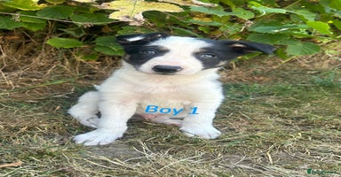 Border Collie dogs - Advert 9