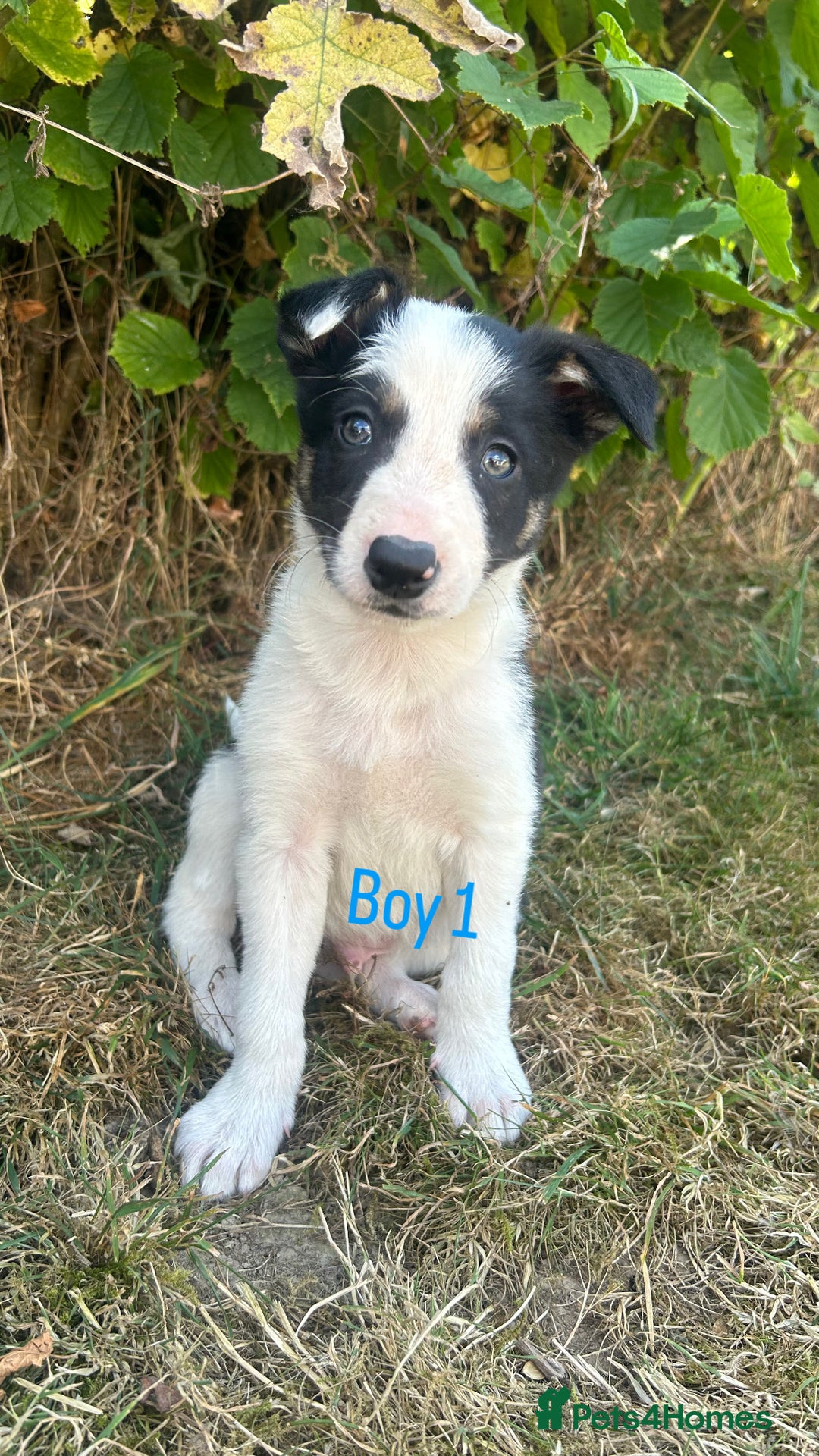 Border Collie dogs for sale: Beautiful border collie puppies for sale  - Image 2