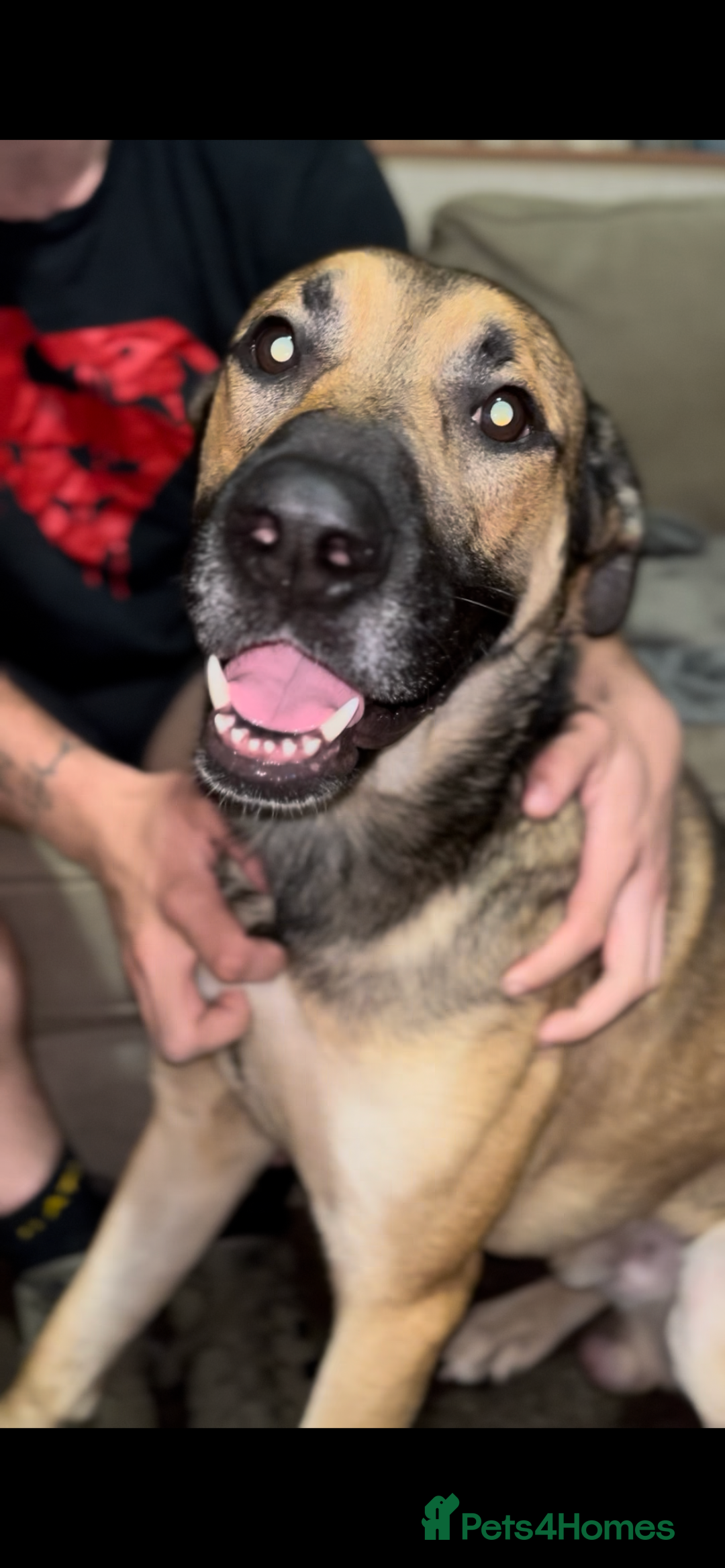 Mixed Breed dogs for sale: Male mixed breed dog for sale  - Image 2