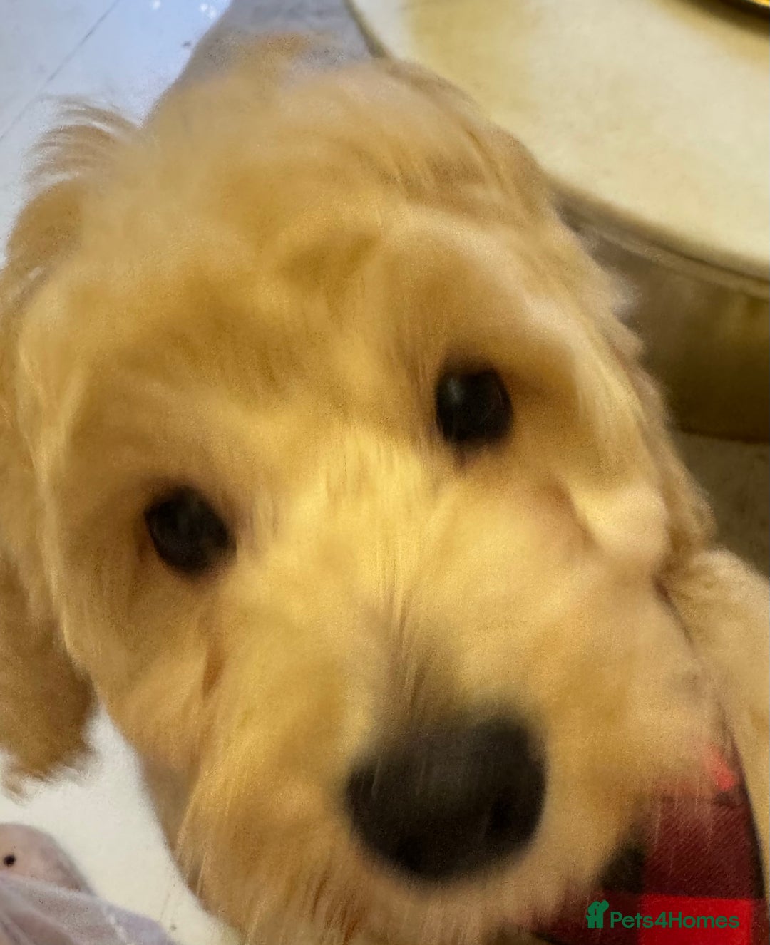 Cockapoo dogs for sale: Beautiful cockapoo puppy ready now xxx - Advert 4