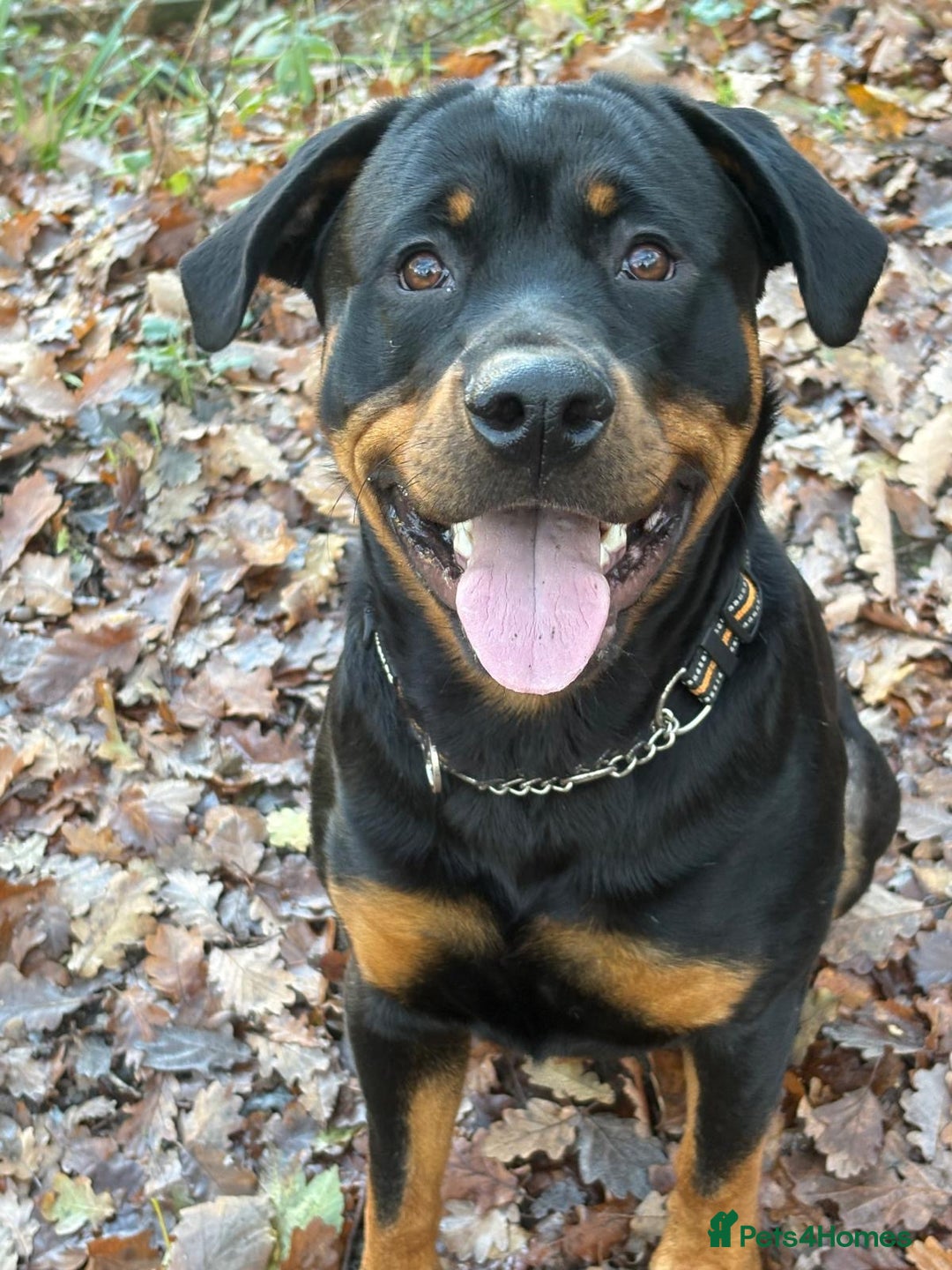 Rottweiler dogs for stud: FOR STUD ROTTWEILER  - Advert 1