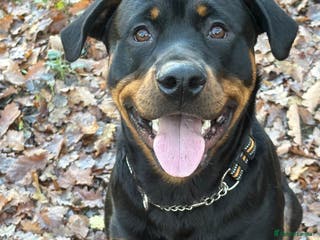 Rottweiler dogs FOR STUD ROTTWEILER - Advert 2