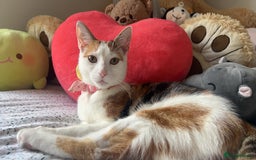 Mixed Breed cats for sale: Loving Cat with Accessories - Image 2