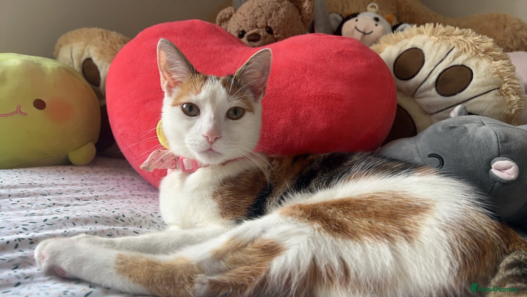 Mixed Breed cats for sale: Loving Cat with Accessories - Image 2