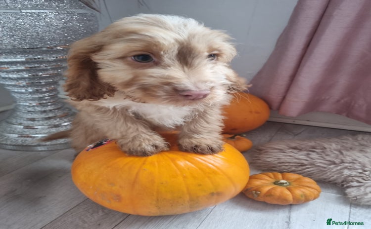 Cocker Spaniel dogs - Advert 2