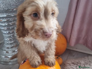 Cocker Spaniel dogs - Advert 4