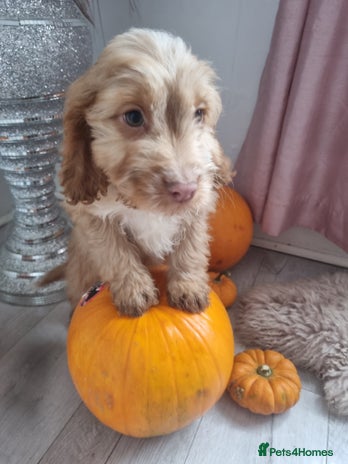 Cocker Spaniel dogs - Advert 2