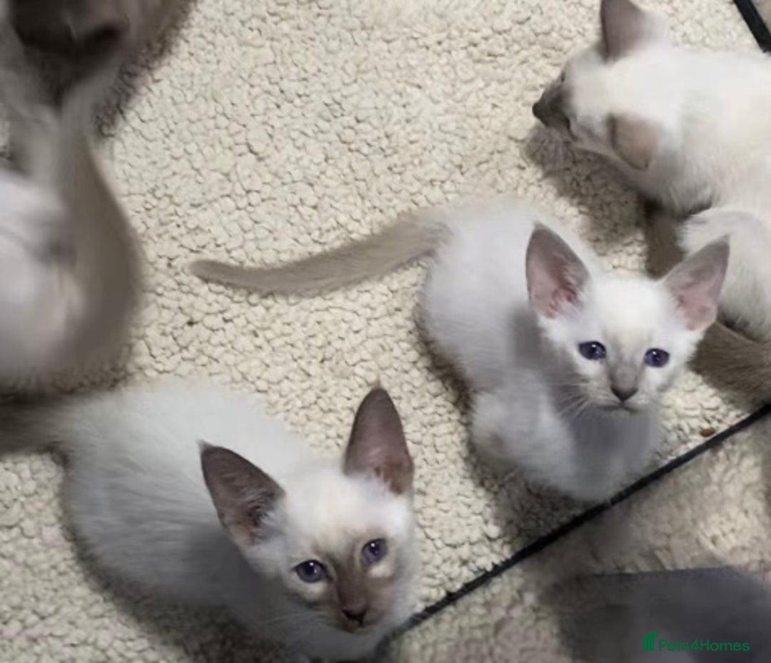 Oriental cats for sale: Oriental kittens  - Advert 20