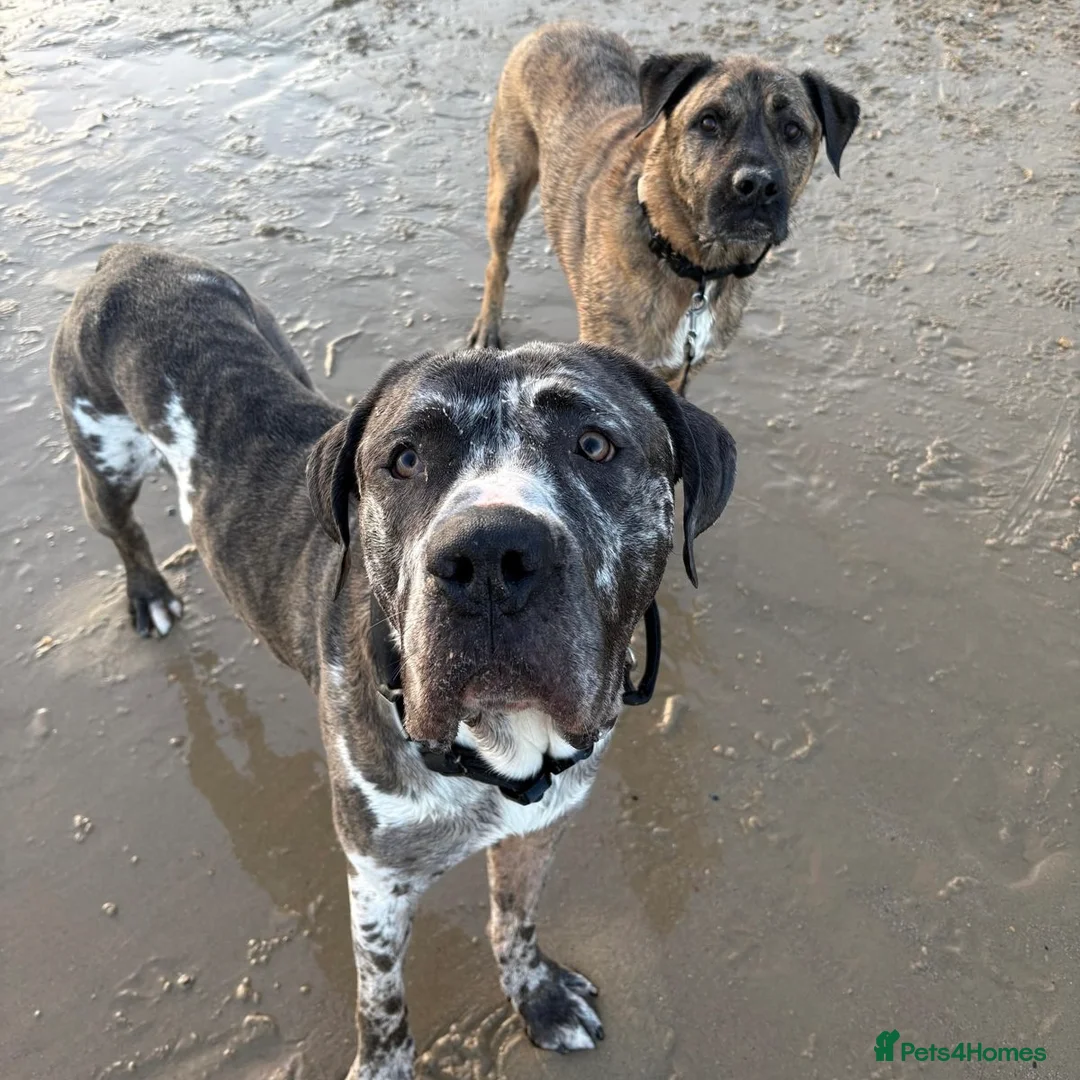 Mixed Breed dogs for adoption: Blue (Cane Corso mix) - Advert 25
