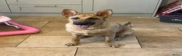 Mixed Breed dogs for sale: German Shepard cross looking for forever home  - Advert 3