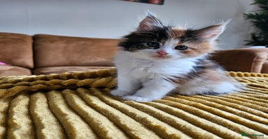 Maine Coon cats - Advert 4
