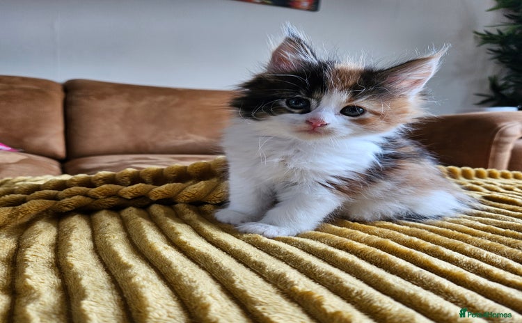 Maine Coon cats - Advert 1
