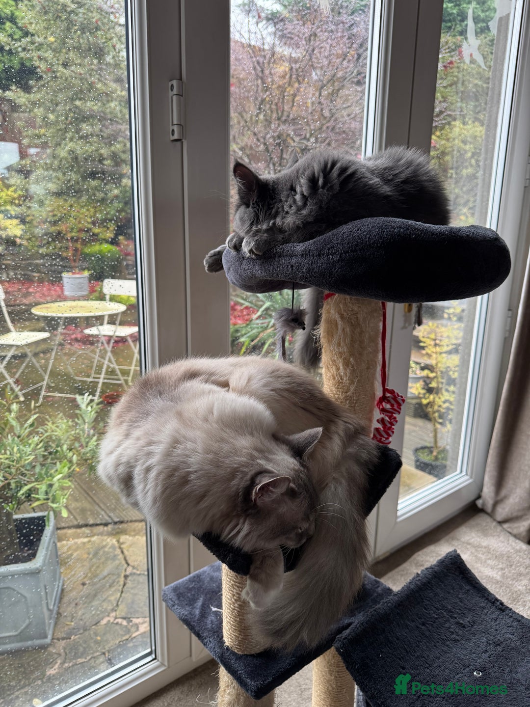Maine Coon cats for sale: BlueSmoke Male Maine Coon🐾TICA Reg! ACTIVE!!  - Advert 17