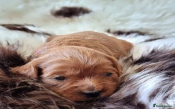 Cavapoo dogs for sale: 🎀 Beautiful F1 Cavapoo Puppies 🎀 - Image 4