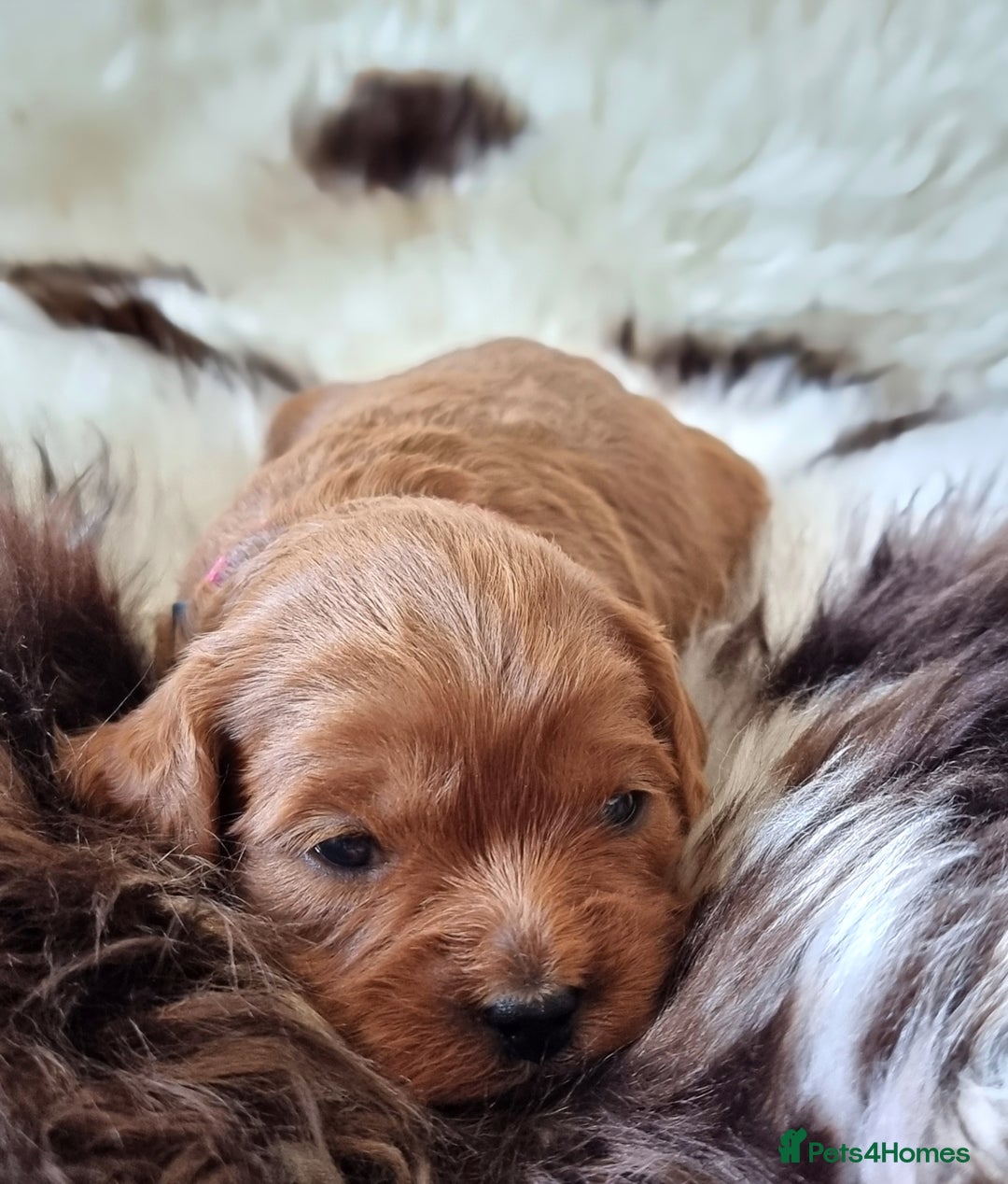 Cavapoo dogs for sale: 🎀 Beautiful F1 Cavapoo Puppies 🎀 - Image 4