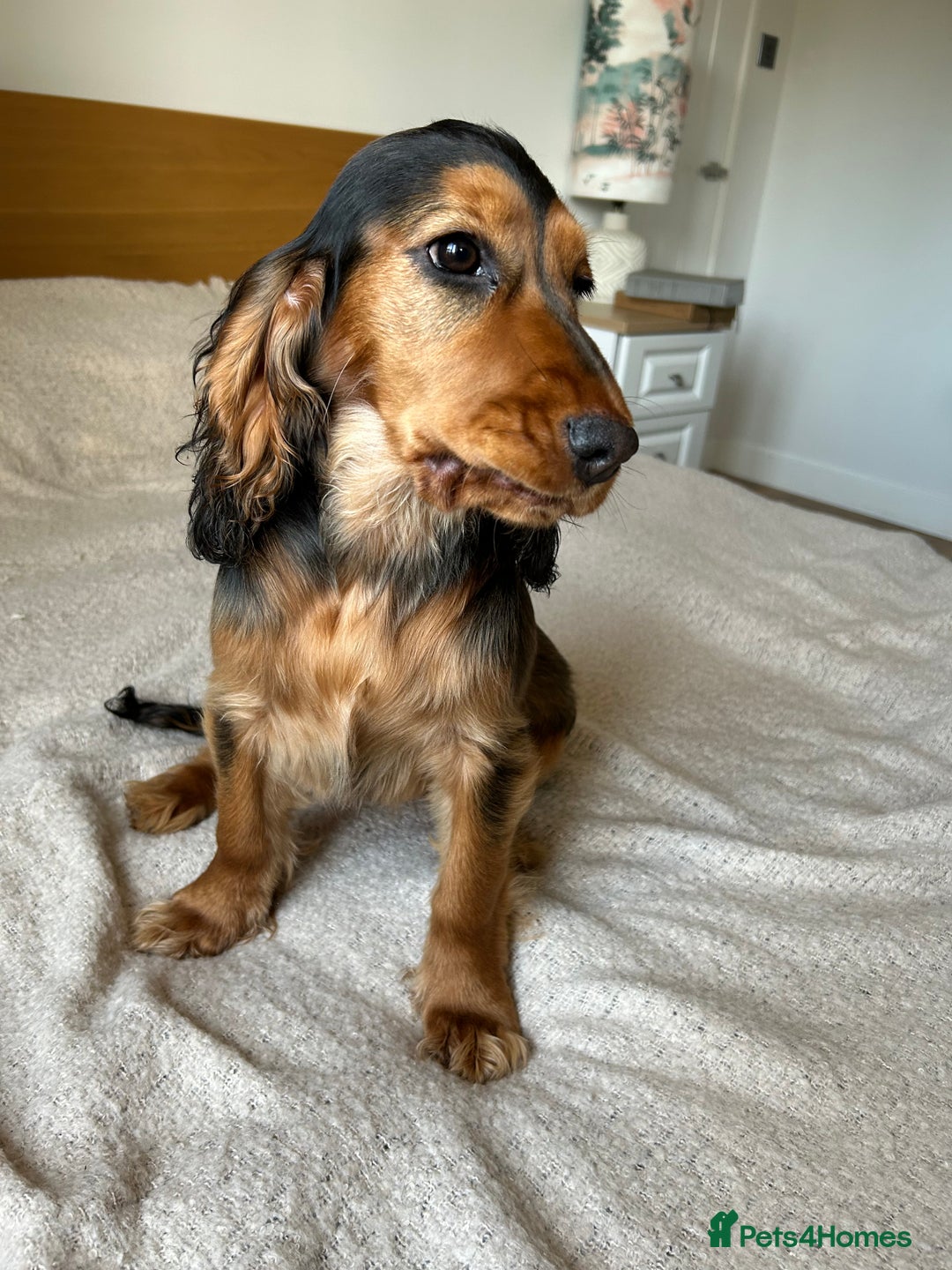 Cocker Spaniel dogs for sale: Outstanding Show Cocker Spaniel DNA Tested - Advert 10
