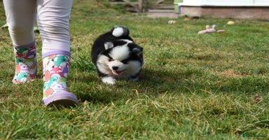 Pomsky dogs - Advert 9