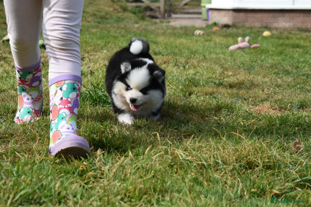 Pomsky dogs for sale: Genuine F4 Pomsky puppies (Health tested parents)  - Image 2