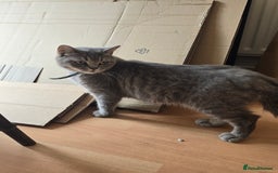 British Shorthair cats for sale: British short hair cat - Image 2