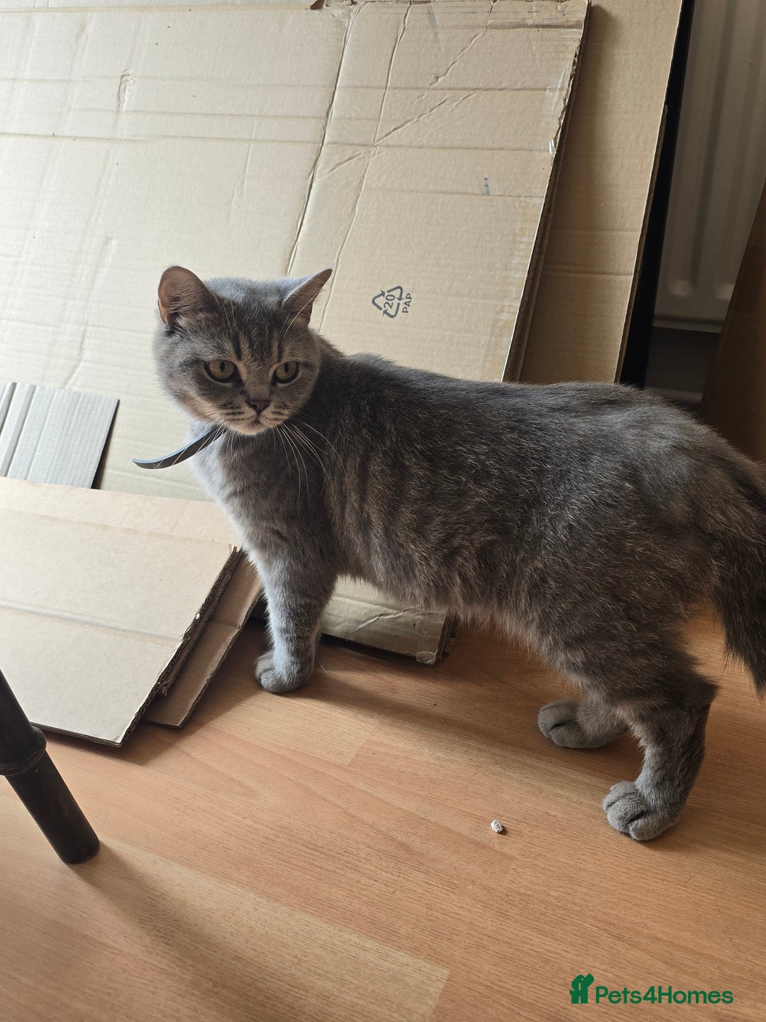 British Shorthair cats for sale: British short hair cat - Image 2