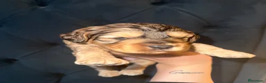 Cockapoo girl 