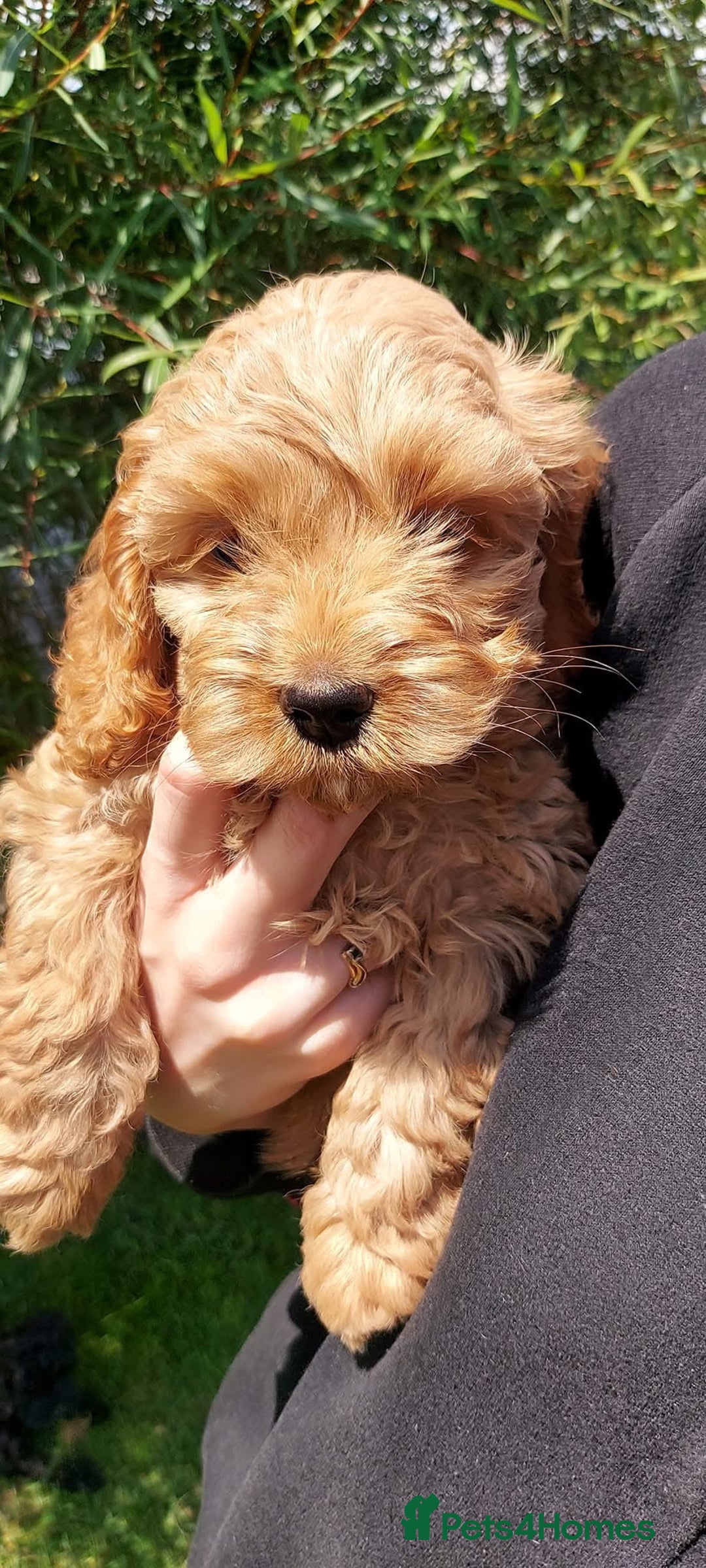 Cockapoo dogs for sale: Stunning cockerpoo puppy  - Image 6