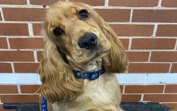 Cocker Spaniel dogs for sale: ✨ Sangriseo Show Cocker Spaniels Waiting List - Image 3