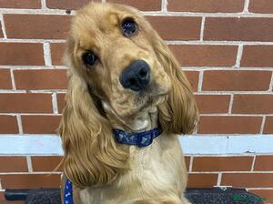 Cocker Spaniel dogs for sale: ✨ Sangriseo Show Cocker Spaniels Waiting List - Image 3