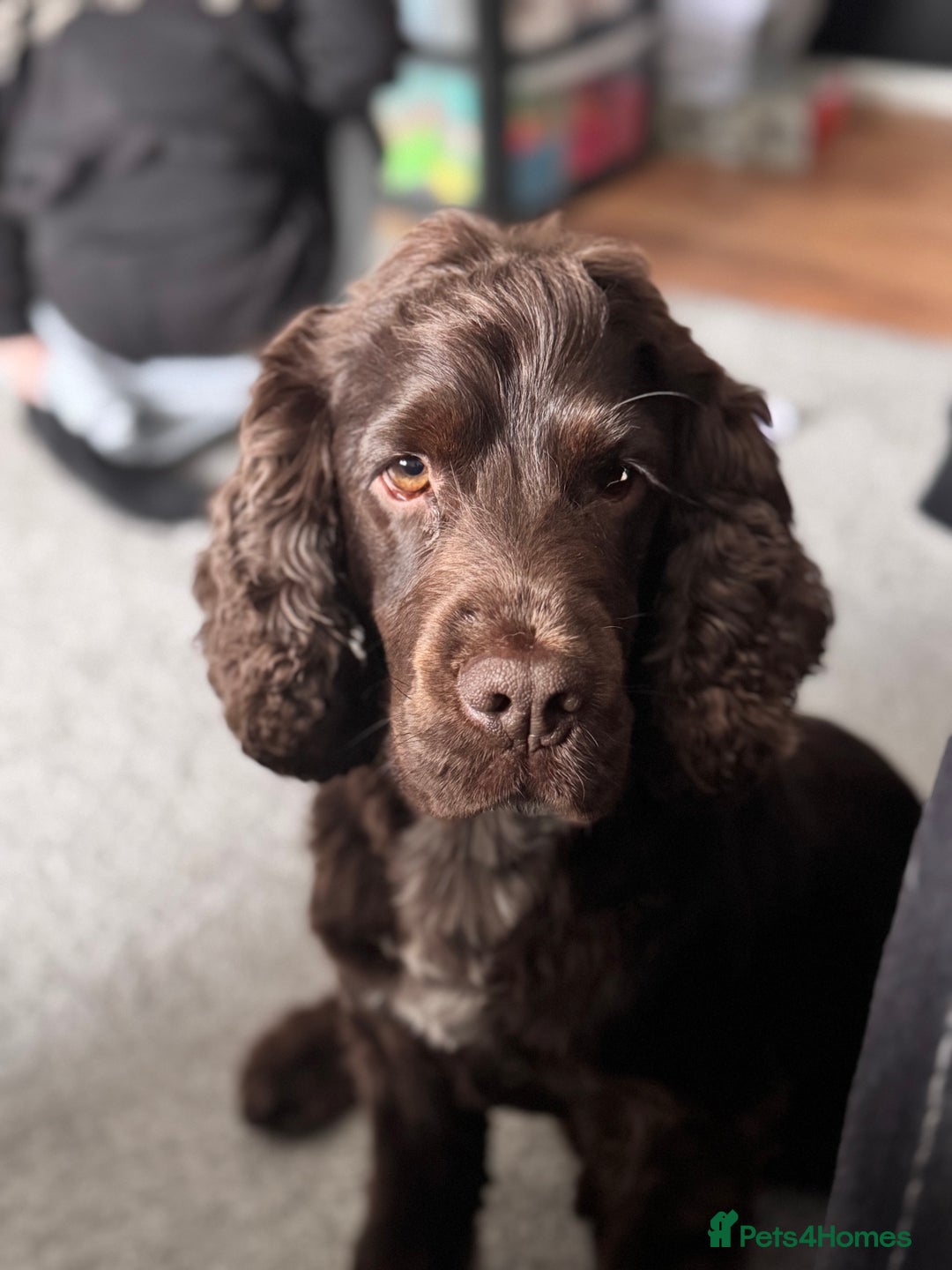 Cocker Spaniel dogs for sale: 5 year old show cocker - Advert 4