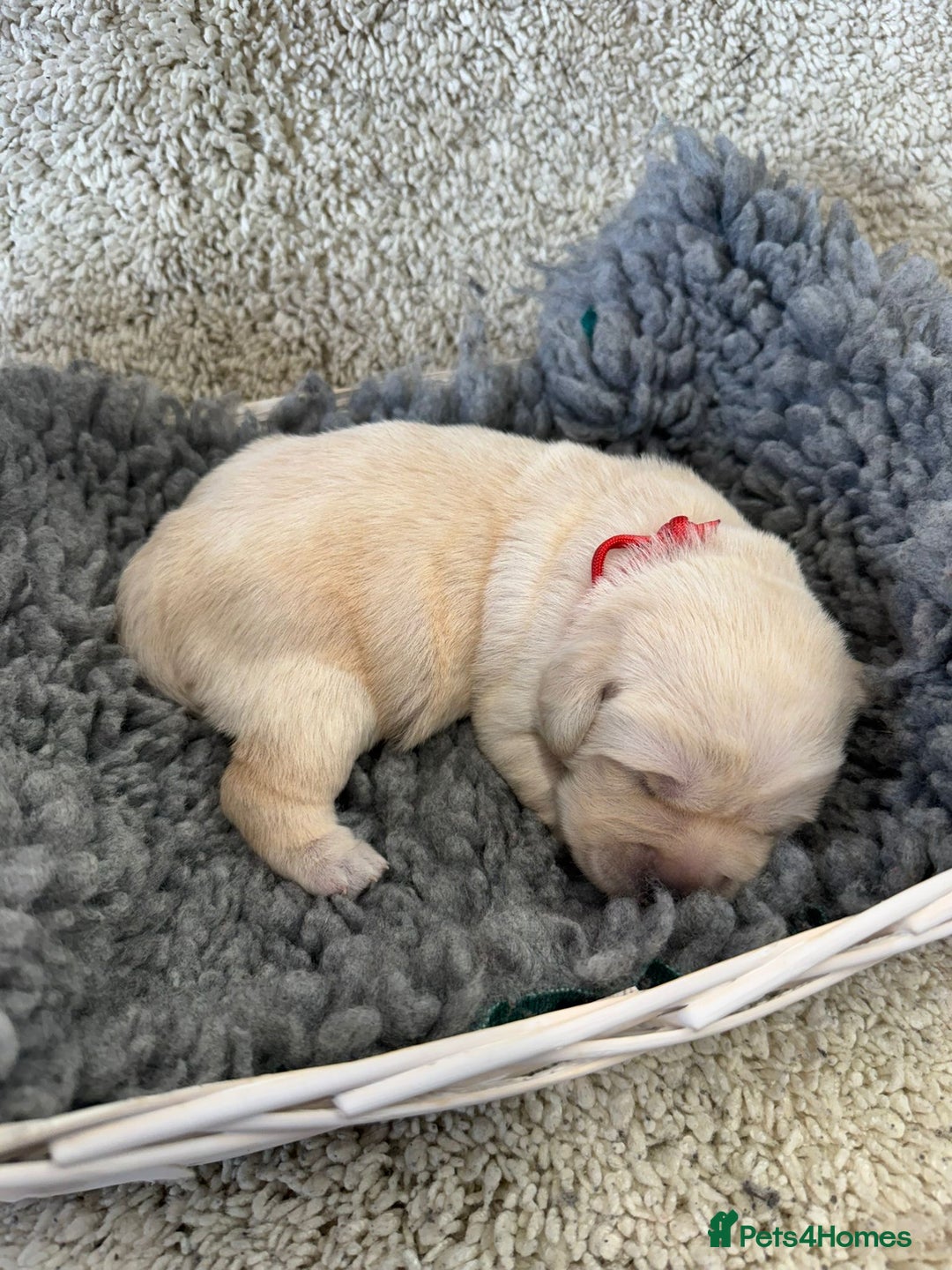 Goldador dogs for sale: Goldador Black & Golden Pups - Pets / Therapy - Image 8