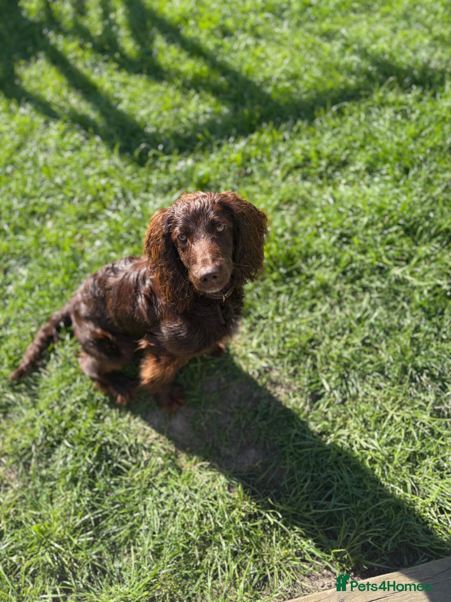 Cockapoo dogs 8 month male Cockapoo  - Advert 14