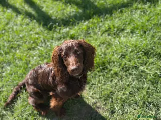 Cockapoo dogs 8 month male Cockapoo - Advert 14