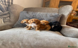 Cockapoo dogs for sale: Beautiful cockapoo - Image 8