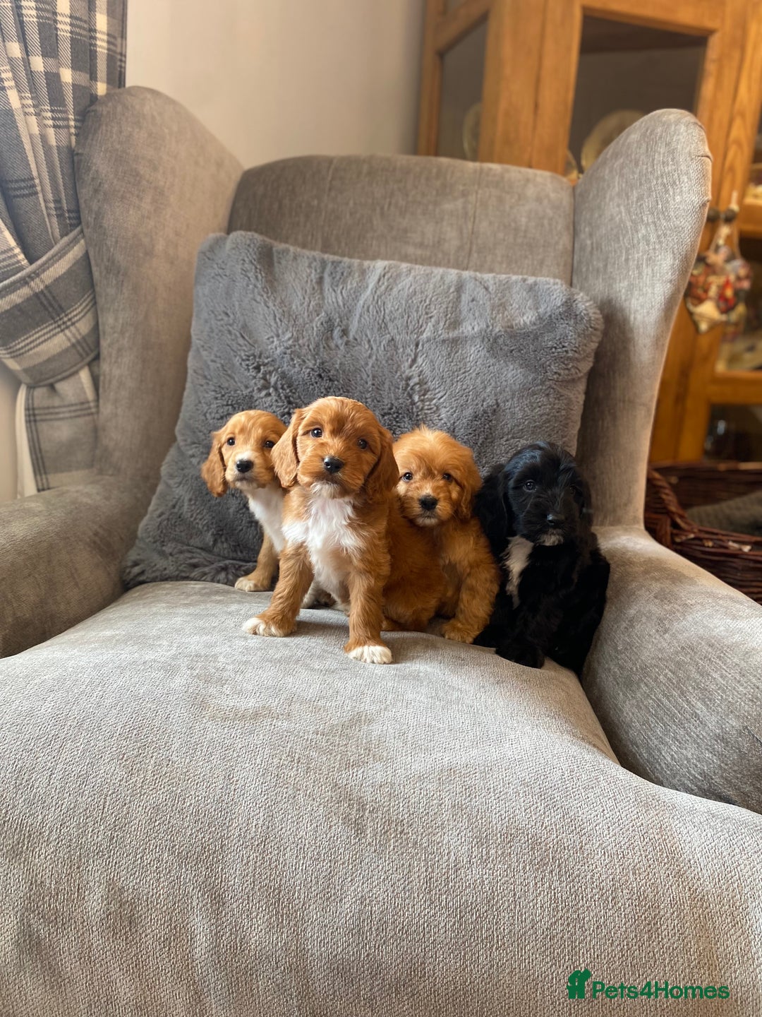 Cockapoo dogs for sale: Beautiful cockapoo - Image 8