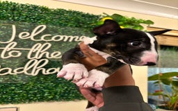 English Bull Terrier dogs for sale: Champion line bull terriers  - Image 24