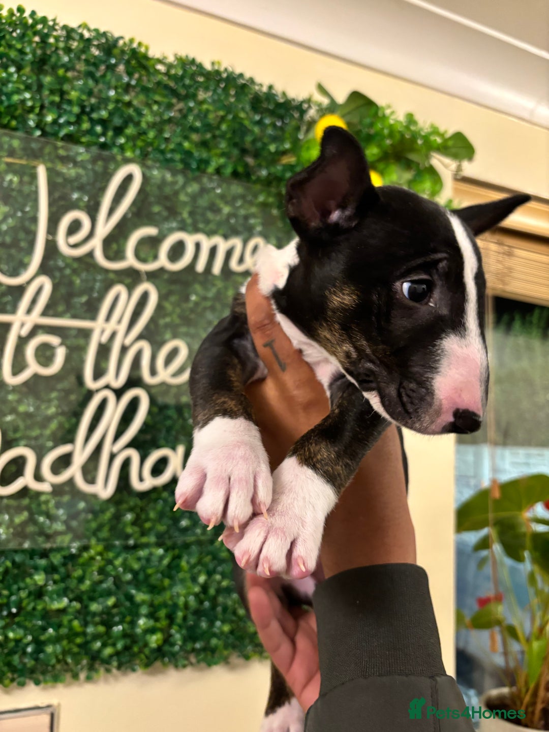 English Bull Terrier dogs for sale: Champion line bull terriers  - Image 24