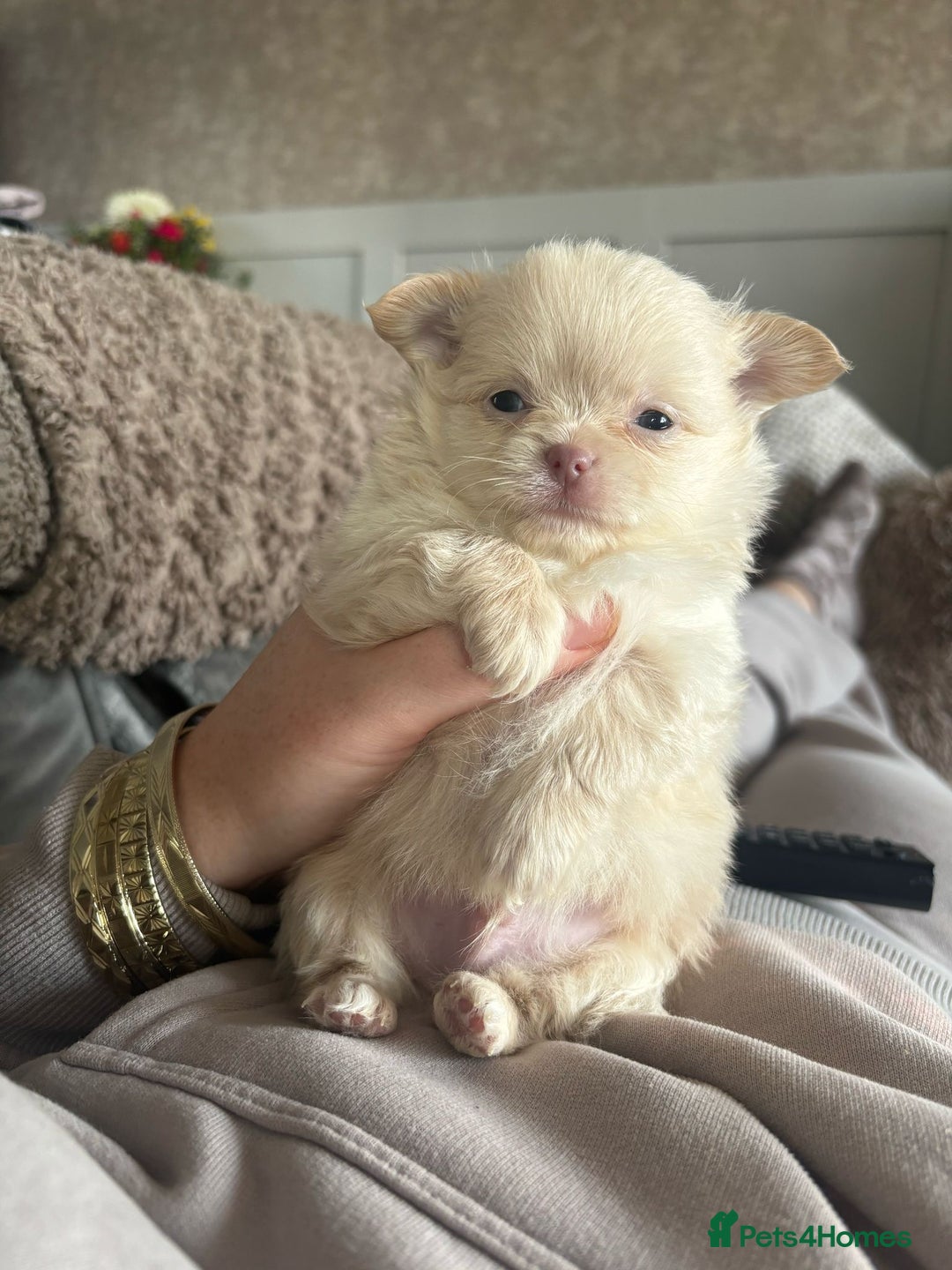 Pomeranian dogs for stud: 2kg, KC Registered, Proven, Pomeranian  in Cardiff - Advert 29