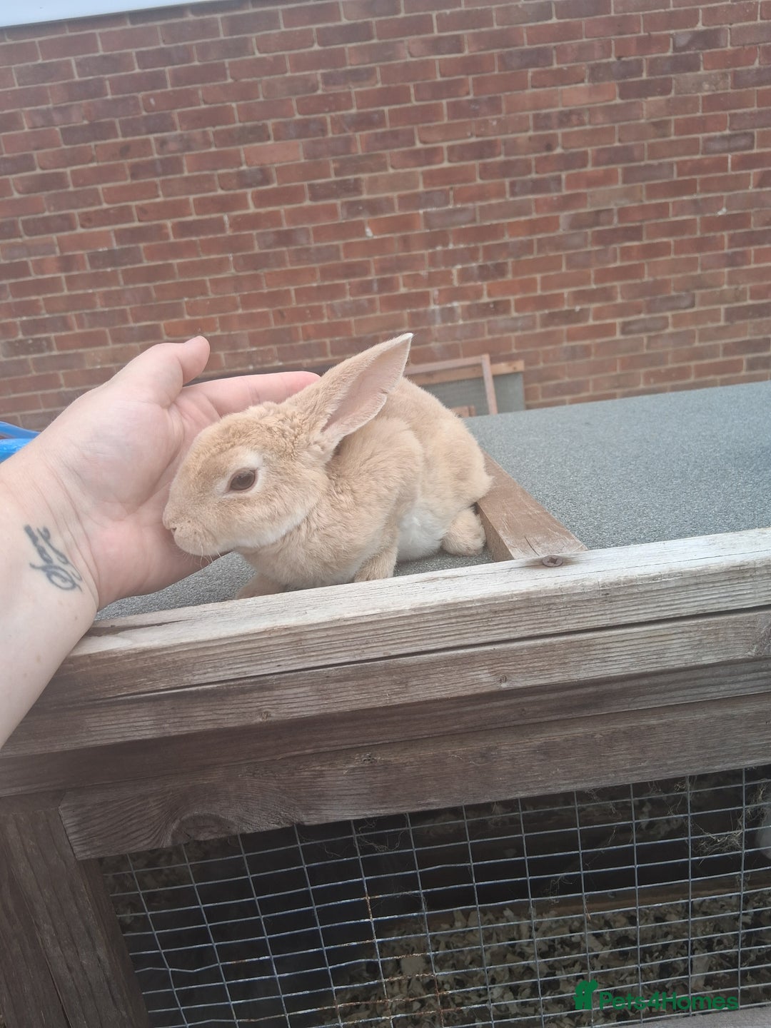 Mixed Breed rabbits for sale: Taka and Bobby - Image 5