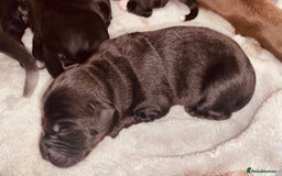 Mixed Breed dogs for sale: Beautiful pointer lab puppies!  - Image 1